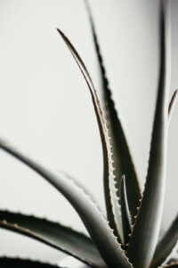 _MG_5919 -  - 