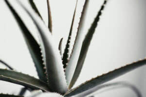 _MG_5922 -  - 